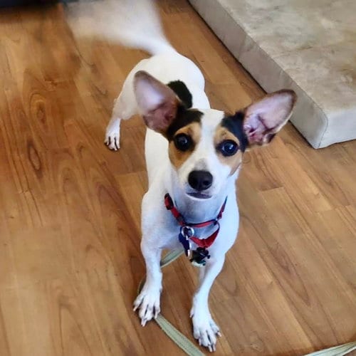 Photo of Shorty 26, adoptable Chihuahua in Batavia, Ohio