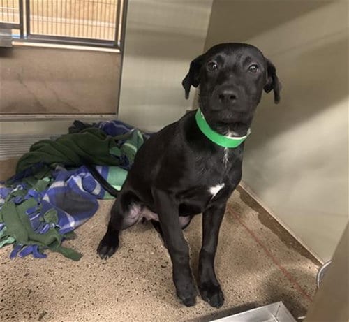 Photo of Pacha, adoptable Labrador Retriever in Mesa, Arizona