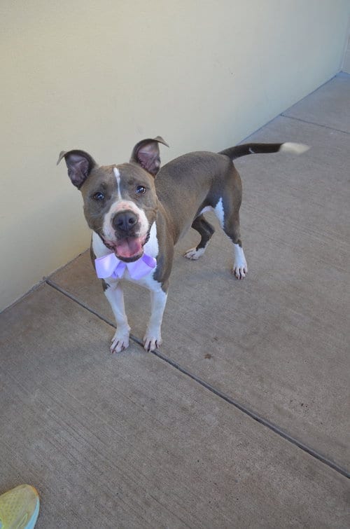 Photo of Plink, adoptable American Pit Bull Terrier in McKinney, Texas