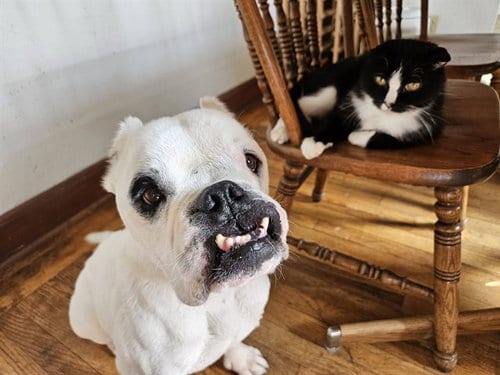 Photo of Benny, adoptable American Bulldog in Albuquerque, New Mexico