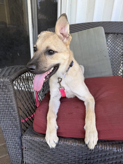 Photo of Raina, adoptable Shepherd in Royal Palm Beach, Florida