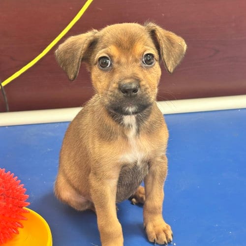 Photo of Dolly, adoptable Unknown breed (medium coat) in Newfield, New Jersey