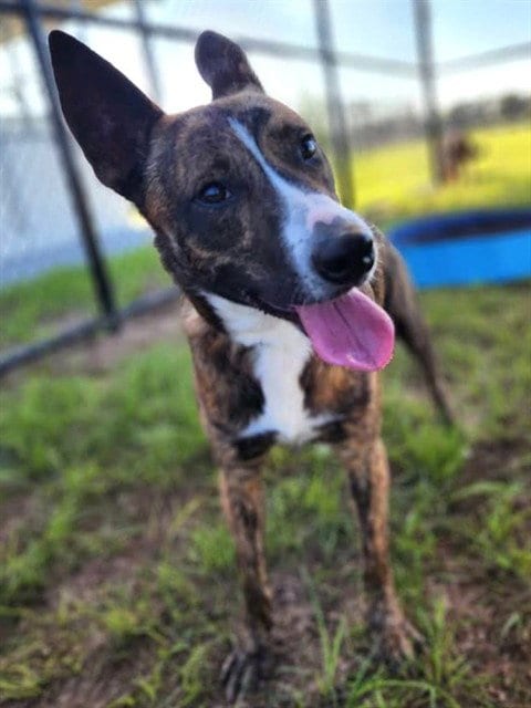 Photo of Chili, adoptable Dutch Shepherd in Ocala, Florida