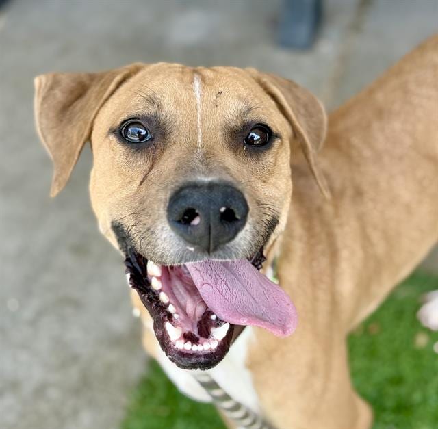 Photo of Wayne, adoptable dog