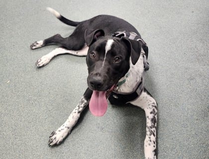 Photo of Rick, adoptable dog