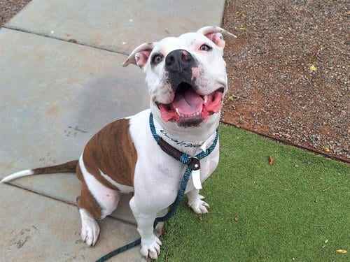 Photo of Hope, adoptable American Pit Bull Terrier in Phoenix, Arizona