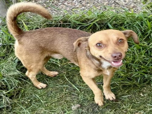 Photo of Alpha, adoptable Dachshund in Houston, Texas
