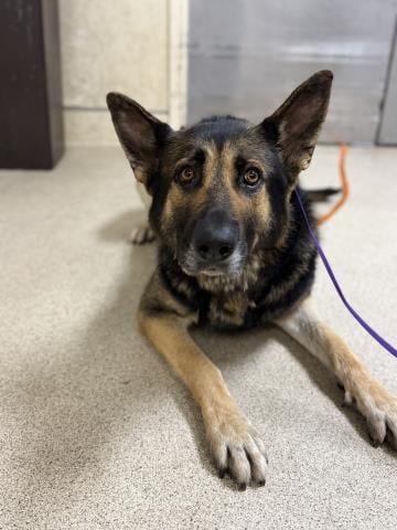 Photo of Sterling, adoptable German Shepherd Dog in Riverside, California