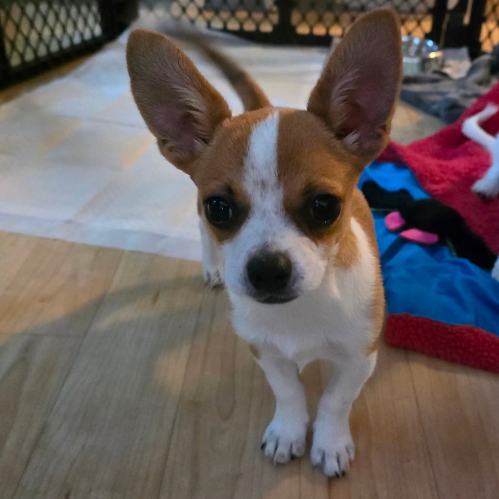 Photo of Fred, adoptable Terrier in Raleigh area, North Carolina