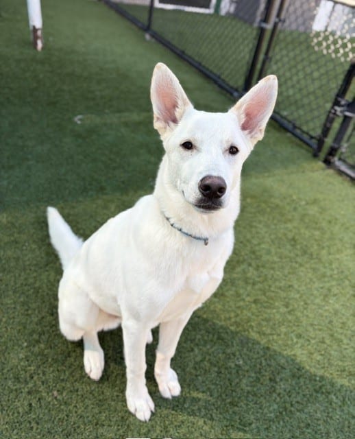 Photo of Alvin, adoptable Mixed Breed