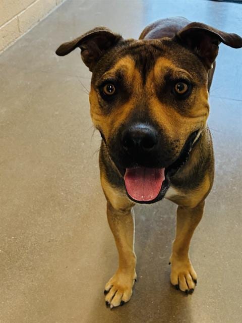 Photo of Hope, adoptable American Pit Bull Terrier in Globe, Arizona