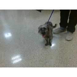 Photo of Abigail, adoptable Terrier (Unknown Type, Medium) in Doral, Florida