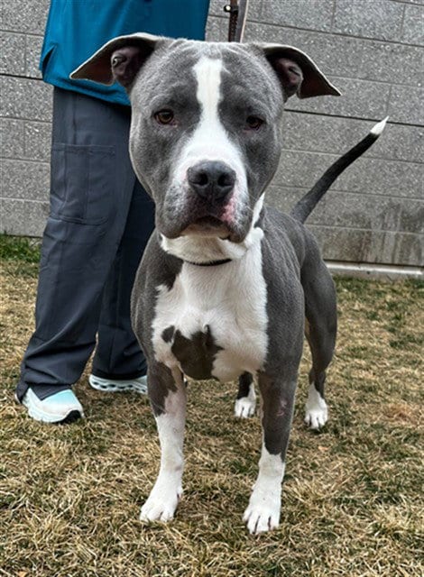 Photo of Butterball, adoptable Pit Bull Terrier in Ogden, Utah