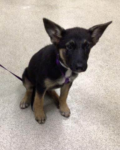 Photo of Lucy, adoptable German Shepherd Dog in Riverside, California