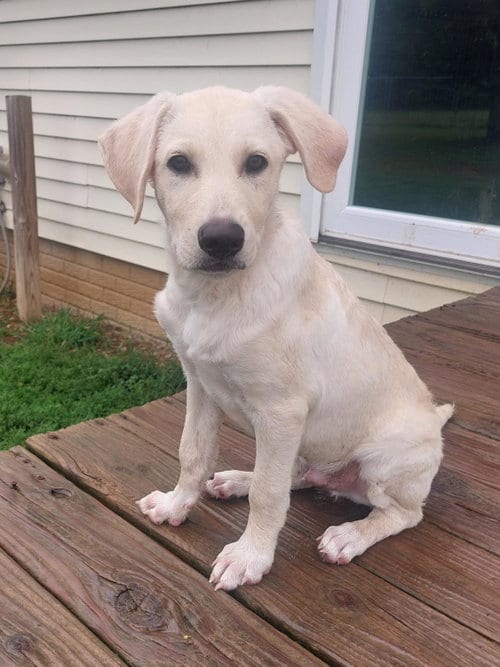 Photo of Needles, adoptable Yellow Labrador Retriever in Coldwater, Michigan