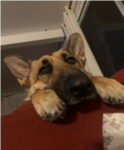 Photo of Jack (CL), adoptable German Shepherd Dog in Durham, North Carolina