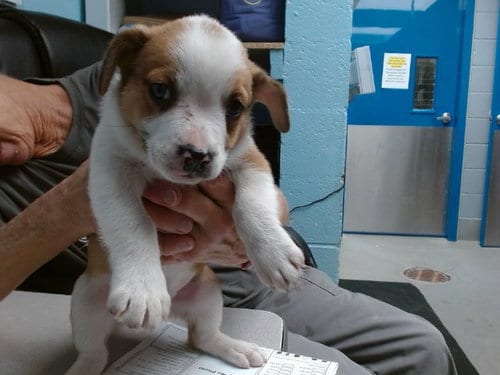 Photo of Water, adoptable French Bulldog in Albuquerque, New Mexico