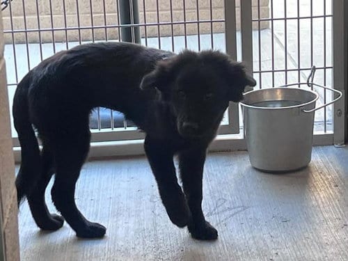 Photo of Janette, adoptable Labrador Retriever in Orange, California