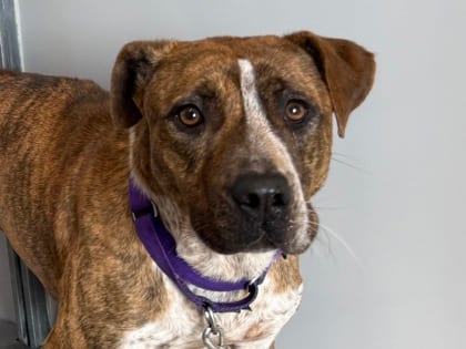 Photo of Clover HW+, adoptable dog in Georgetown, Texas