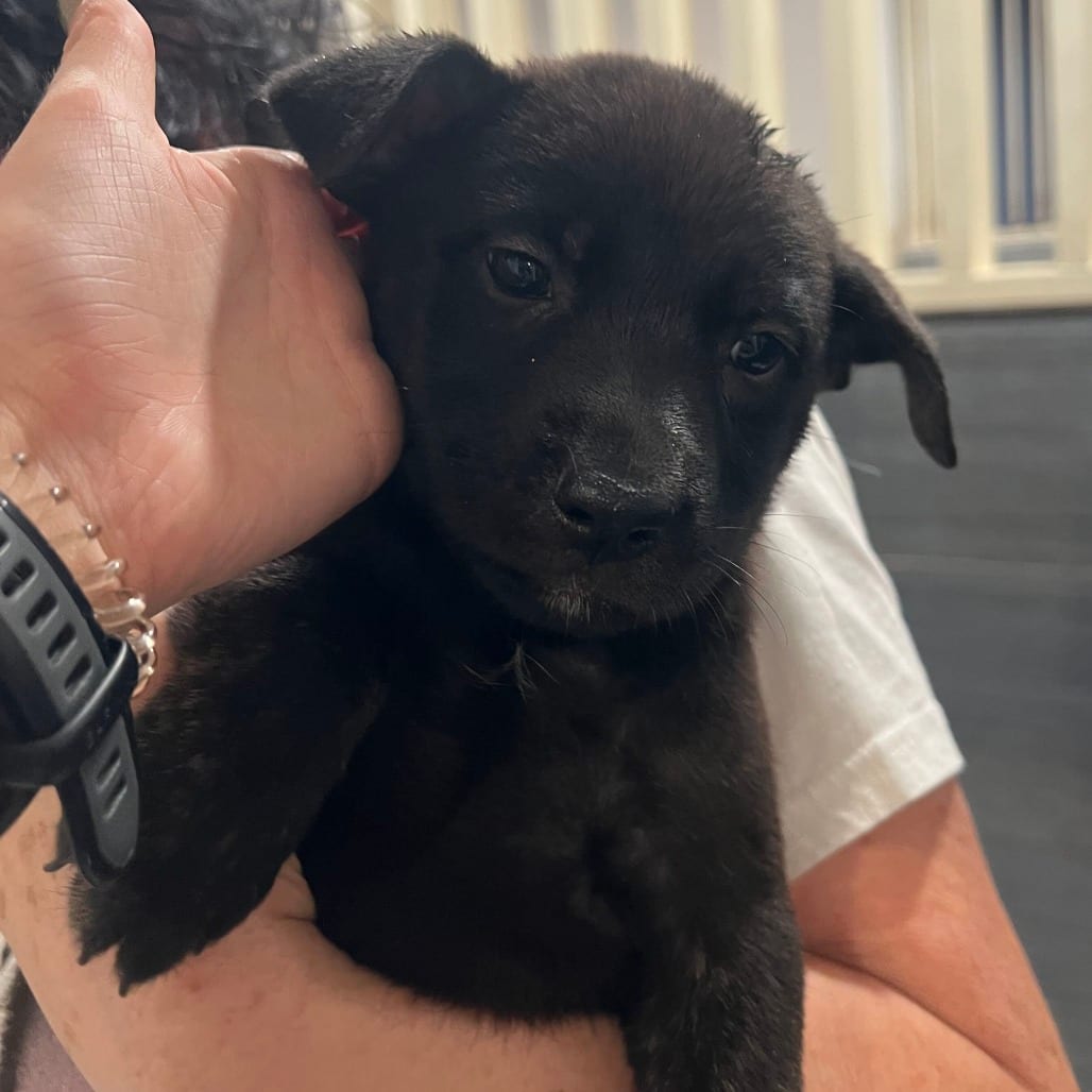 Photo of Mocha, adoptable Shepherd / Mix in San Francisco, California