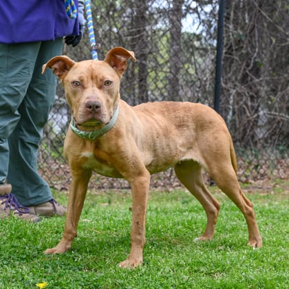 Photo of Liv Morgan, adoptable dog in Chamblee, Georgia