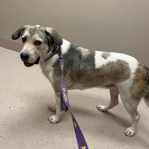 Photo of Oskar, adoptable Anatolian Shepherd in Whitewright, Texas
