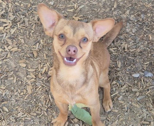 Photo of Stormy, adoptable Chihuahua in Albuquerque, New Mexico