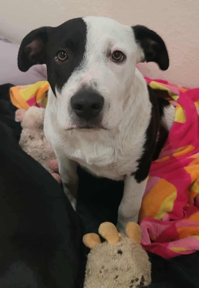 Photo of Cookie, adoptable American Staffordshire Terrier in Dana Point, California