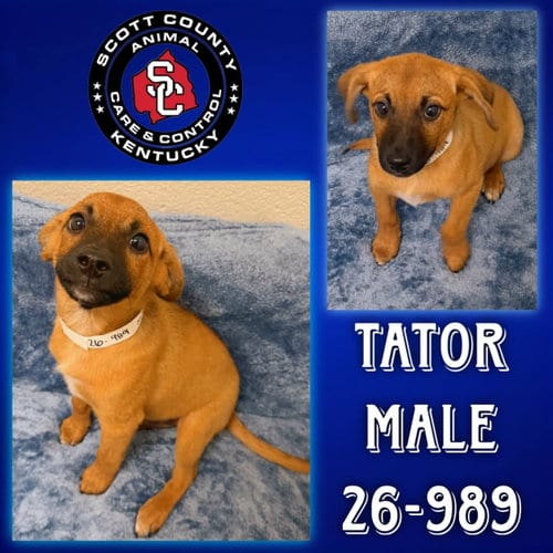 Photo of Tator, adoptable Labrador Retriever in Georgetown, Kentucky