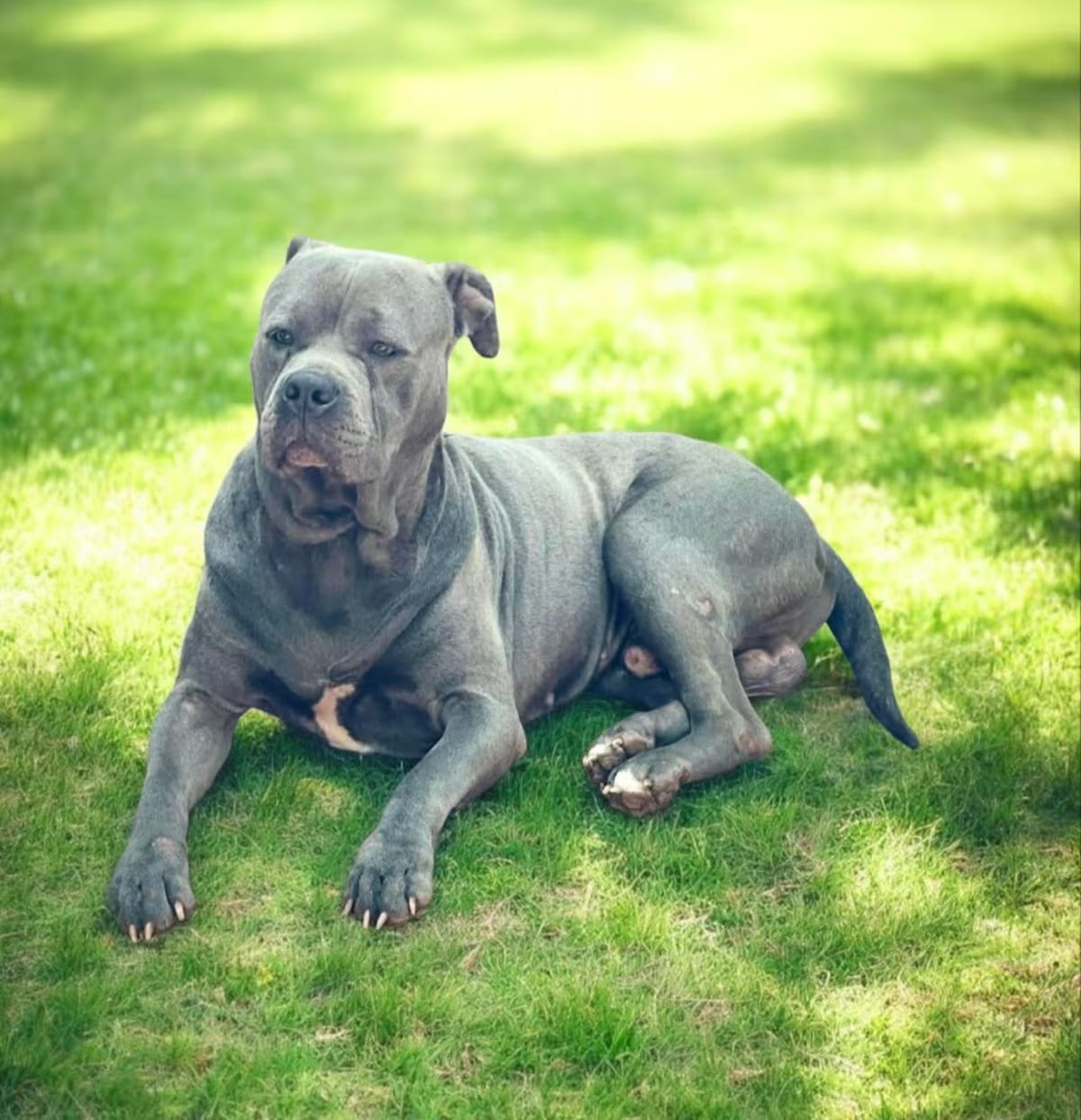 Photo of Ringo, adoptable Bullmastiff/Cane Corso in Tyler, Texas