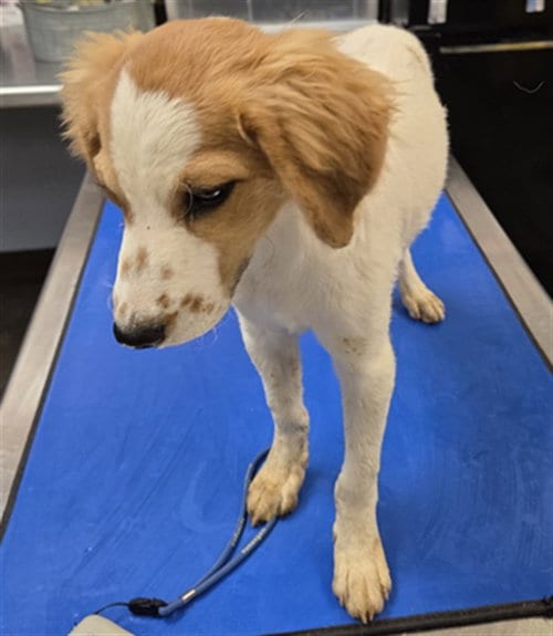 Photo of Triangle, adoptable Cavalier King Charles Spaniel in Phoenix, Arizona