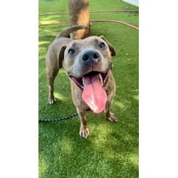 Photo of Dinero Strong, adoptable Terrier (Unknown Type, Medium) in Doral, Florida