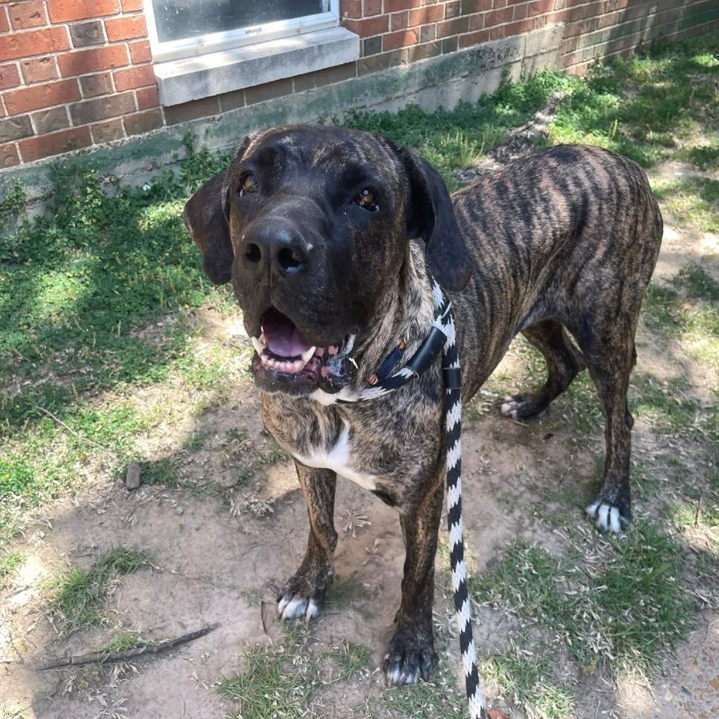 Photo of Nola, adoptable Mixed Breed (Large) in St. Louis, Missouri