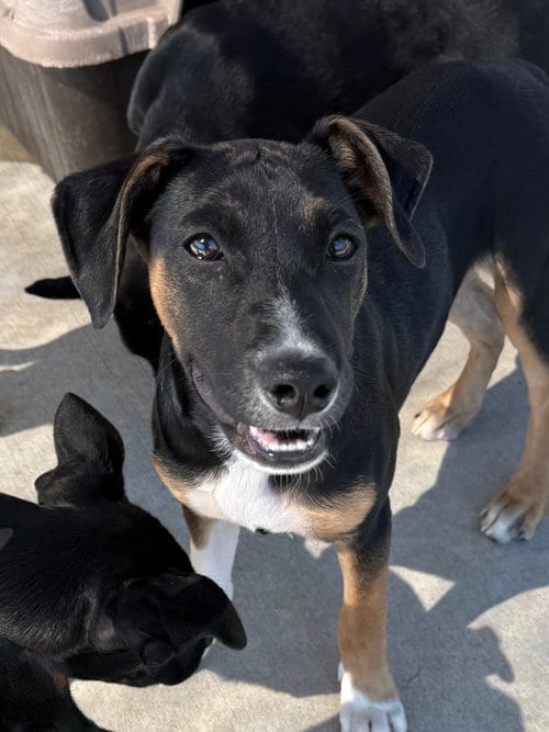 Photo of Bieber, adoptable Australian Cattle Dog/Blue Heeler in Bolivar, Missouri