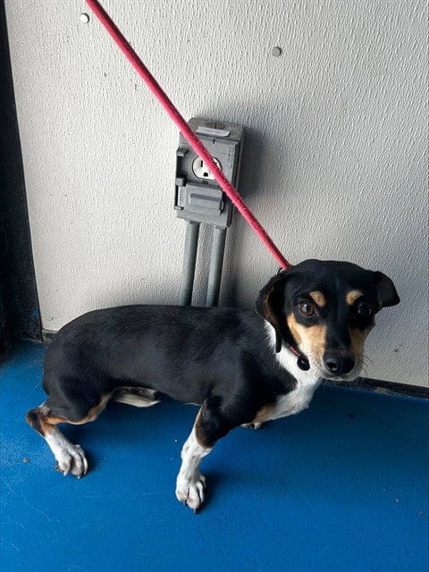 Photo of A171675, adoptable Dachshund in Bakersfield, California