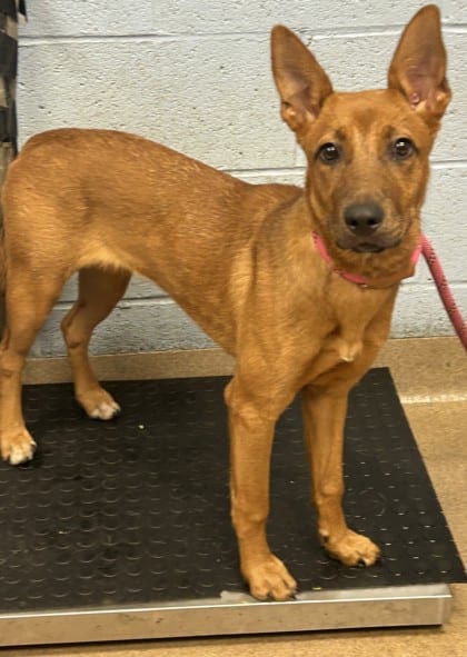 Photo of Jessica, adoptable dog in Chamblee, Georgia