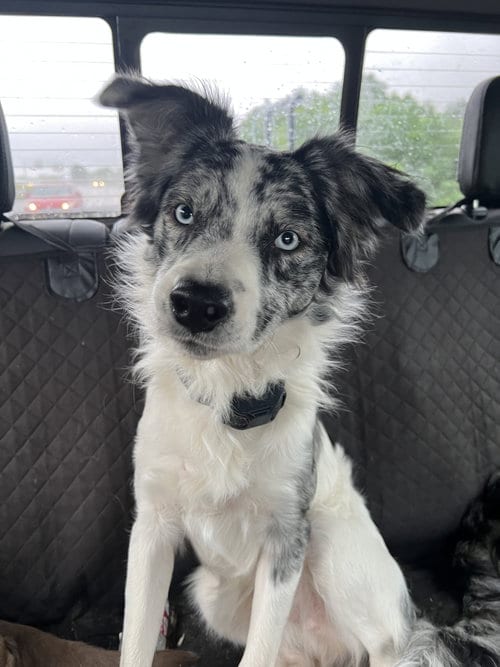Photo of Domino, adoptable Australian Shepherd in Little Rock, Arkansas