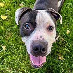 Photo of Murdock, adoptable American Pit Bull Terrier in Golden, Colorado