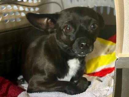 Photo of Pasta, adoptable dog in Georgetown, Texas