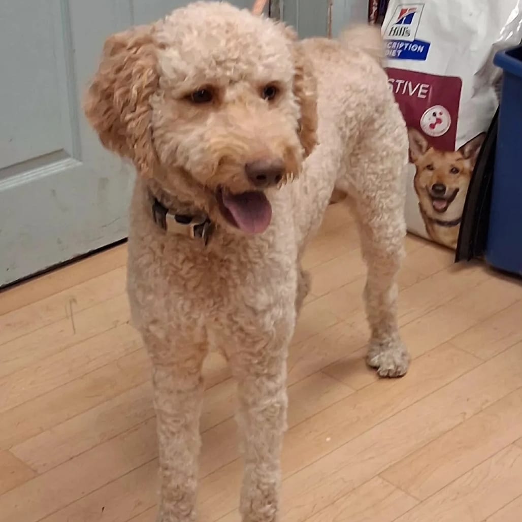 Photo of Nemo, adoptable Retriever, Golden / Poodle in Spokane, Washington
