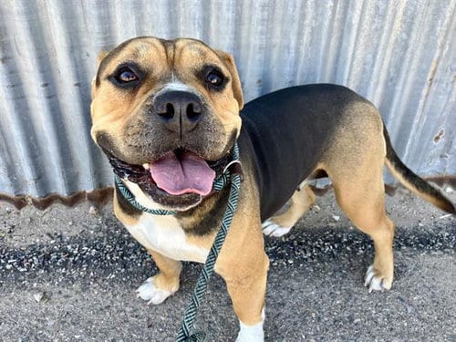 Photo of Big Momma, adoptable Bulldog in Albuquerque, New Mexico