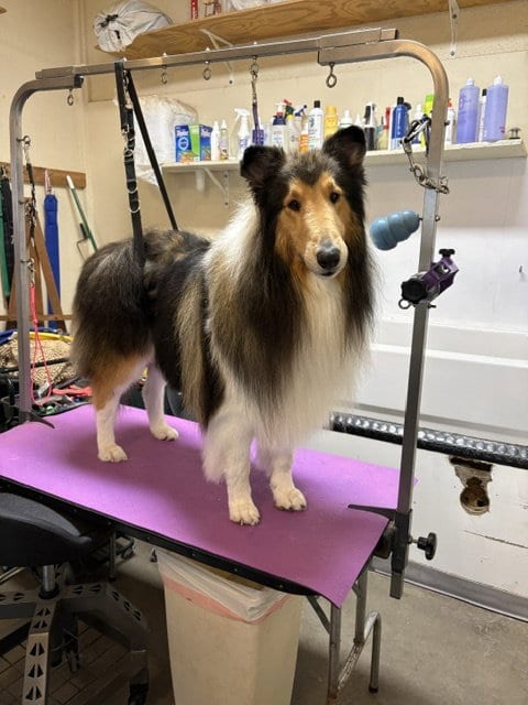 Photo of Spirit, adoptable Collie in Pueblo West, Colorado