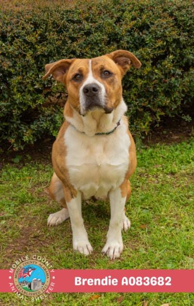Photo of Brendie, adoptable Labrador Retriever in Mobile, Alabama