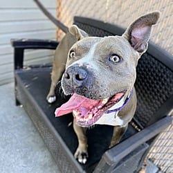 Photo of Zo, adoptable American Pit Bull Terrier in Oakland, California