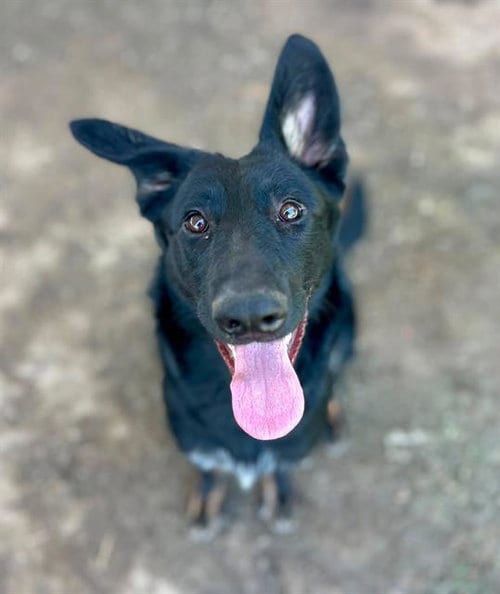 Photo of Shellie, adoptable German Shepherd Dog in Riverside, California
