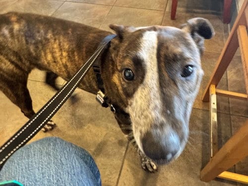 Photo of Stripe, adoptable Cattle Dog in Greenbelt, Maryland