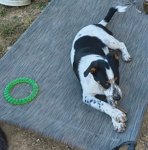 Photo of Millie Mae, adoptable Red Heeler in Stover, Missouri