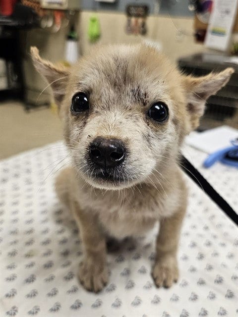 Photo of Pixie, adoptable Queensland Heeler in Riverside, California