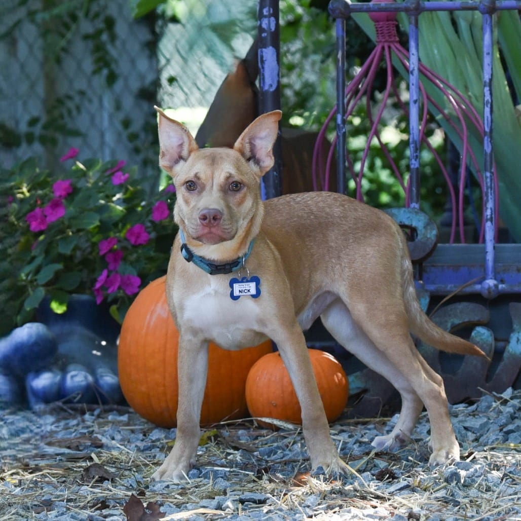 Photo of Nick, adoptable Carolina Dog in Wake Forest, North Carolina