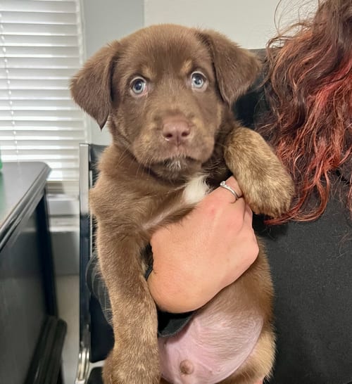 Photo of Teddy, adoptable Labrador Retriever in Bellevue, Washington